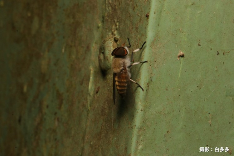 �j�� Tabanus sp. 