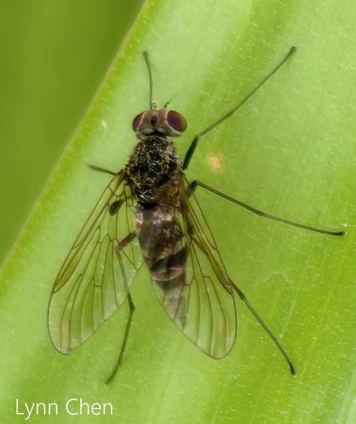fj Chrysopilus sp.