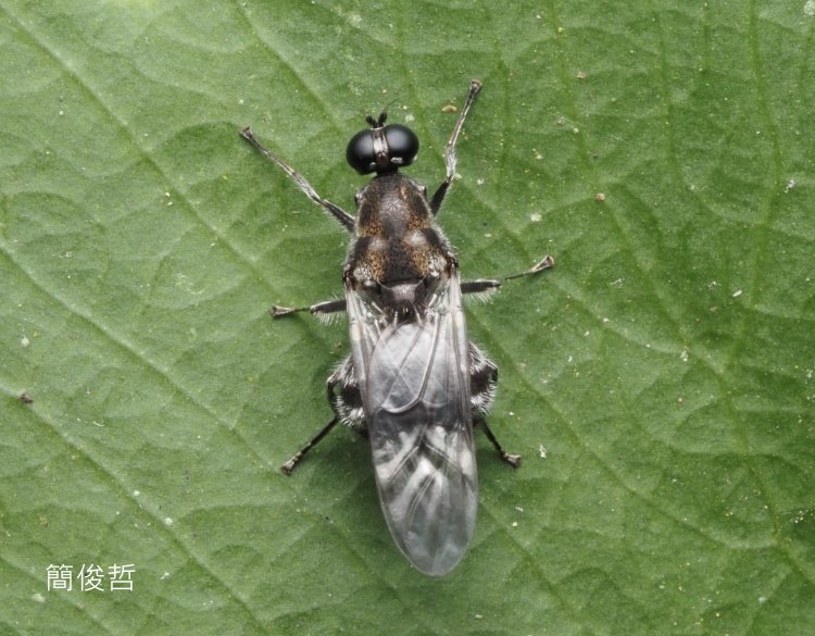 dj Culcua sp. 