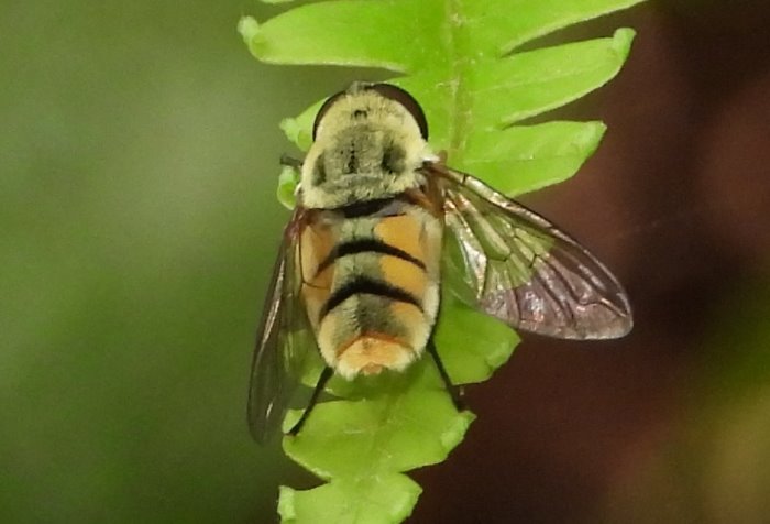 ްHǨȬ Dissoptera heterothrix