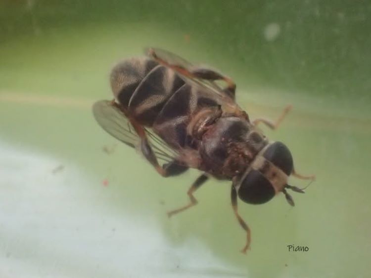 CH Eumerus vestitus