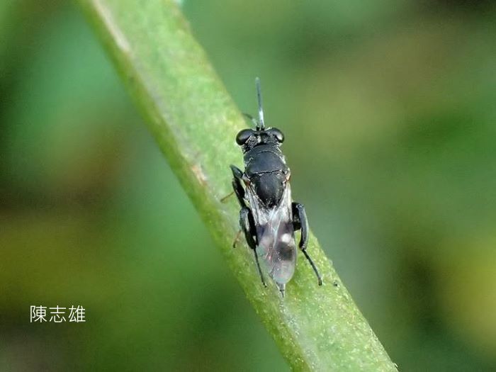 pHockeria sp. 