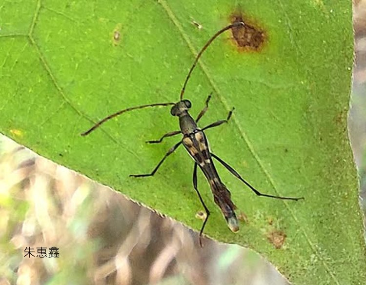 ӪѤ Nanostrangalia chujoi 