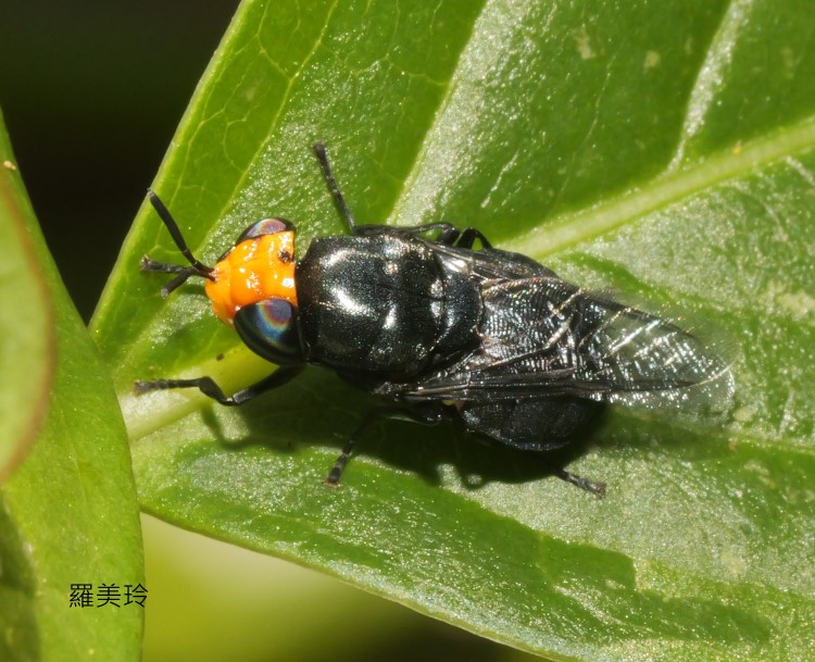 j Odontomyia cyanea 