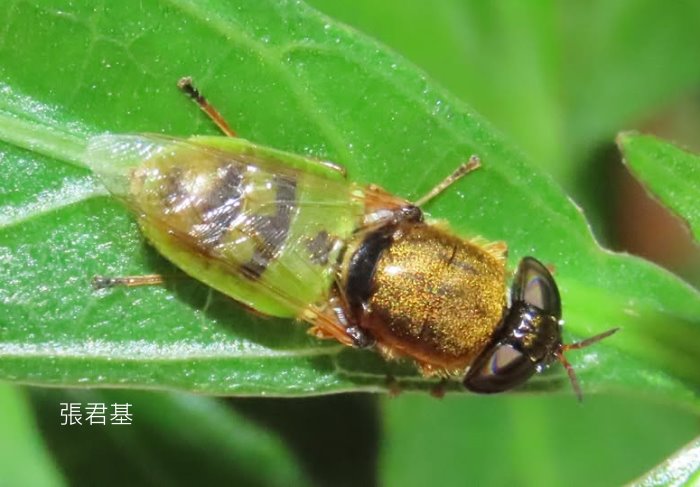 ߤj Oplodontha  sp. 