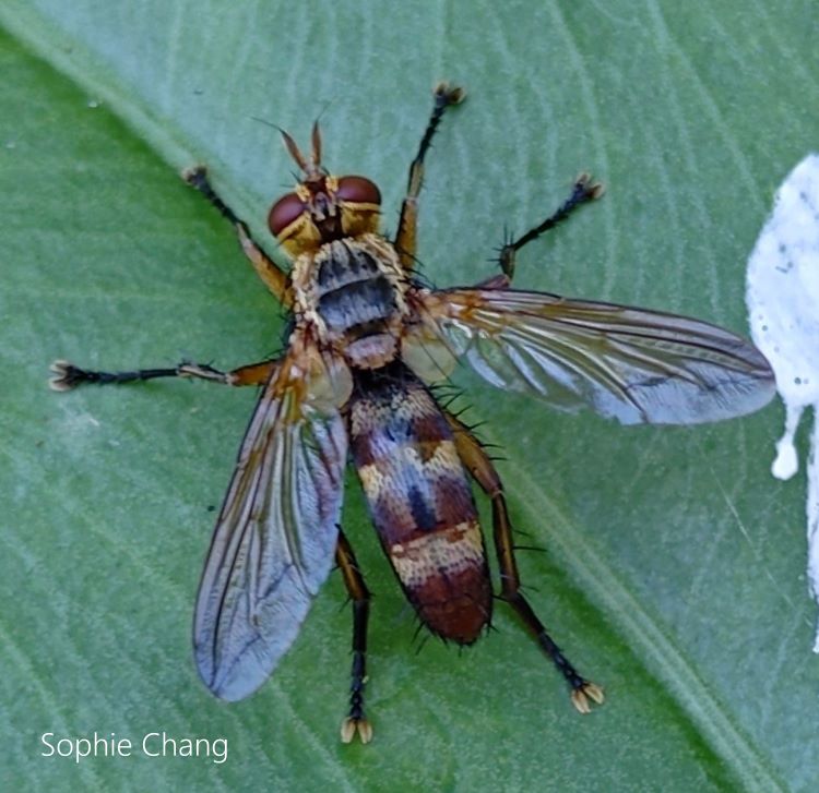 Lophosia  sp.