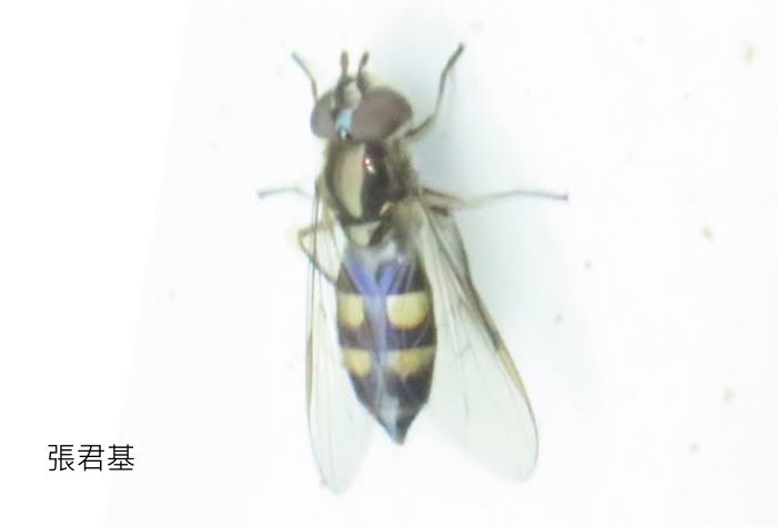 PH Xanthandrus comtus
