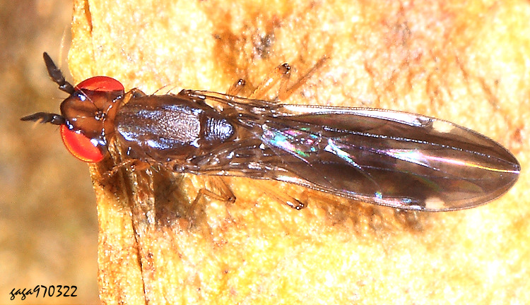 �ӷL���� Amygdalops sp.