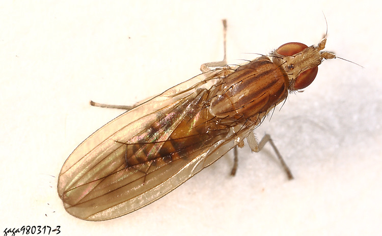 縞蠅 Poecilominettia sexseriata