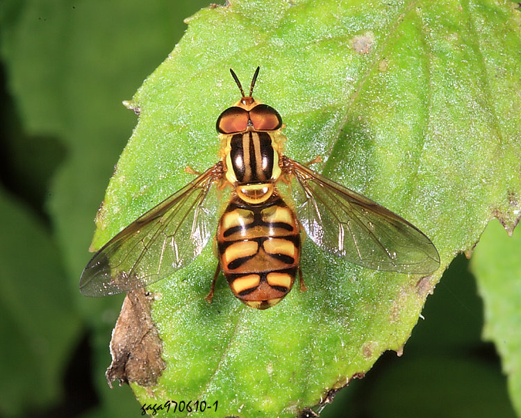&nbsp;�H�j�H�� Chrysotoxum testaceum 