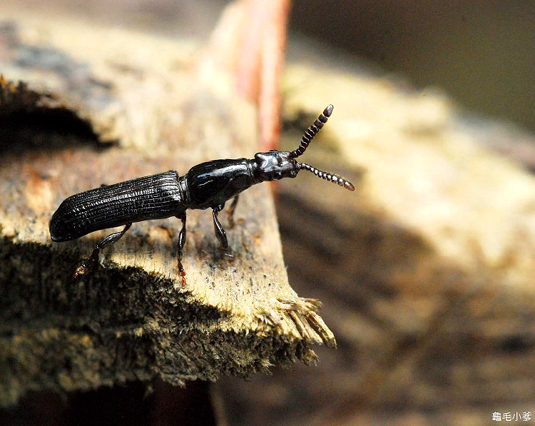 �������� Passandra sp.