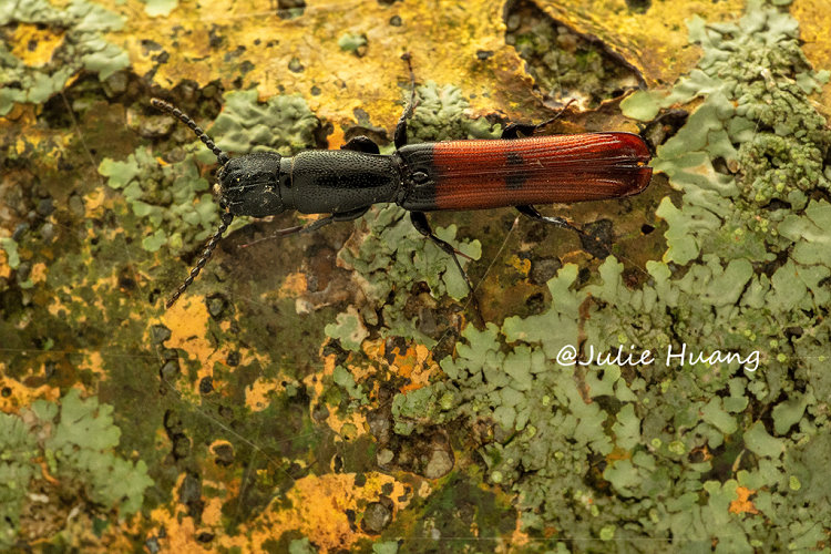 �����ά� Passandridae