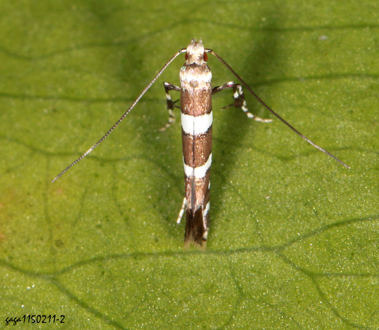 �Ӹ�  Telamoptilia sp.