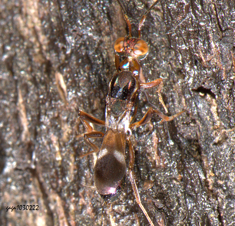 �\�G�����p�� Anastatus gastropachae