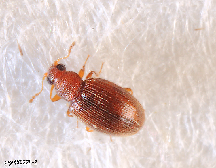 姬薪蟲 Corticarina minuta 