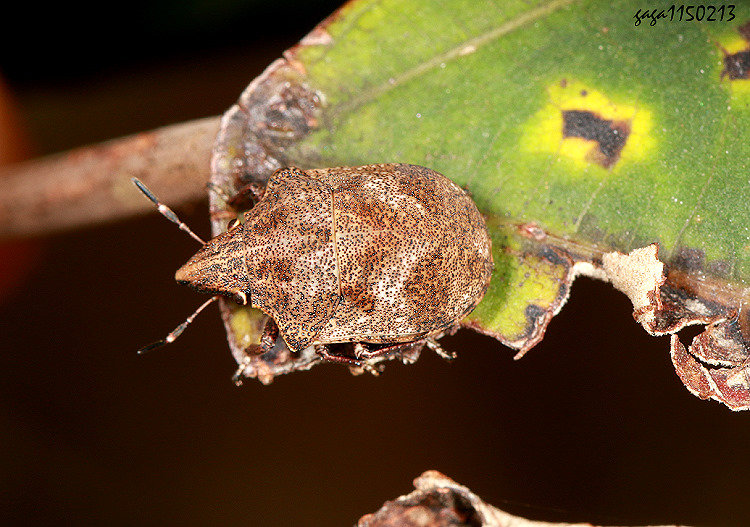 ����϶H Hotea curculionoides