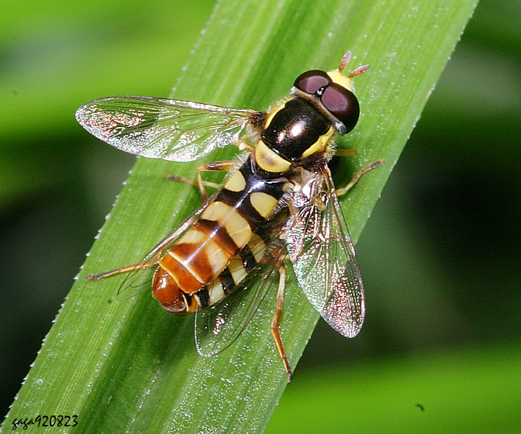 �u���L���H�� Ischiodon scutellaris 