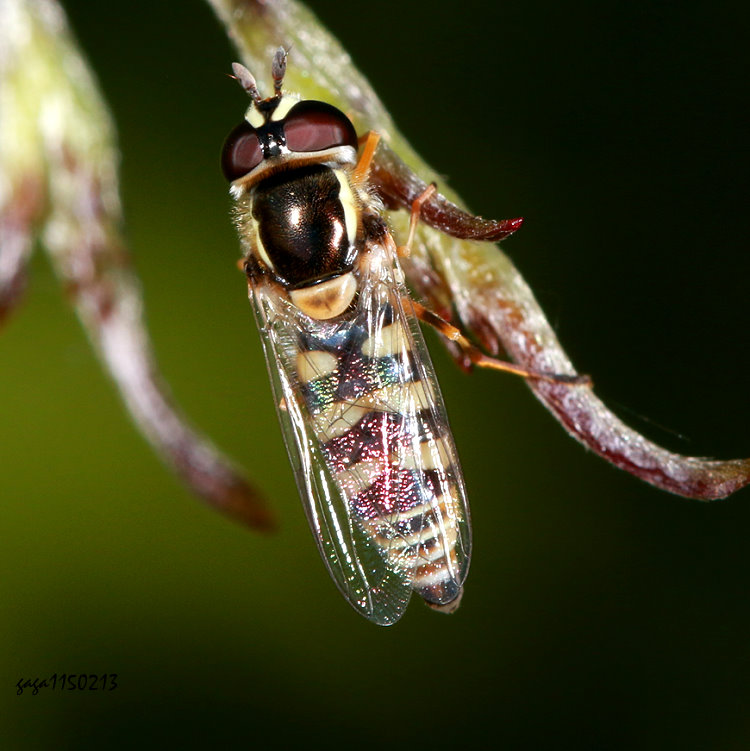 �u���L���H�� 