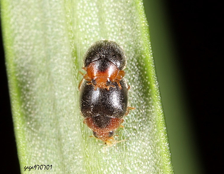 ���p�]�� Scymnus  sodalis