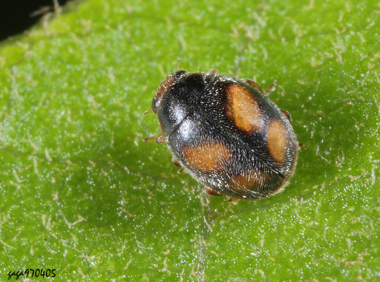 �|���p�]�� Scymnus quadrillum 