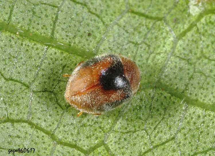 ���¤p�]��&nbsp;Scymnus centralis