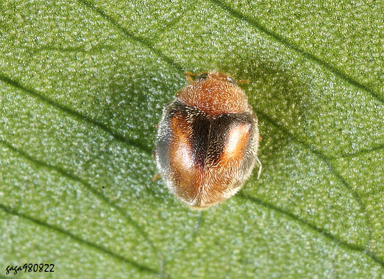 ���¤p�]��