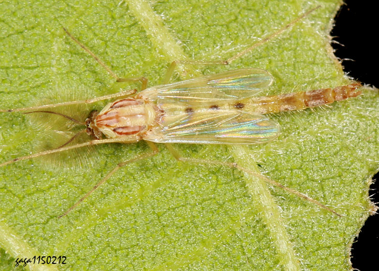 搖蚊屬 Chironomus sp.