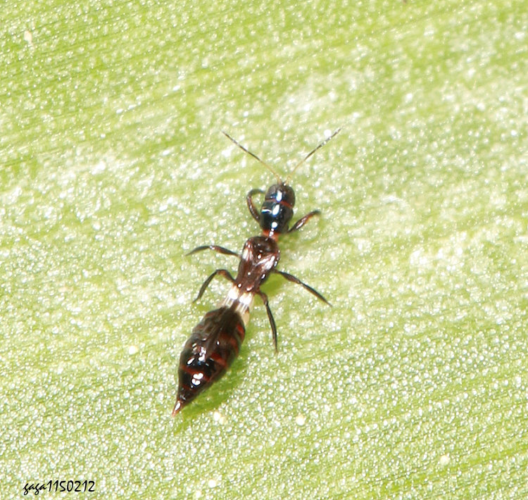 ���Ϊ������� Franklinothrips vespiformis