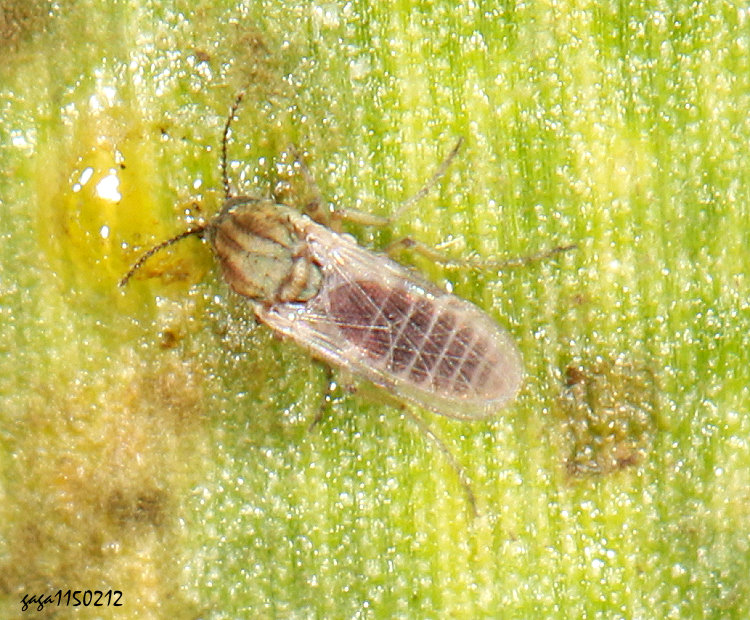 �h���� Forcipomyia &nbsp;sp. 