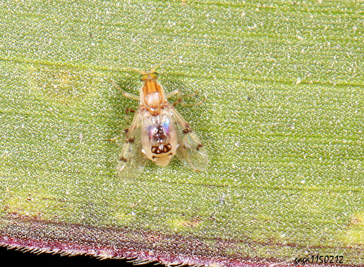 �W���� Stilobezzia sp. 