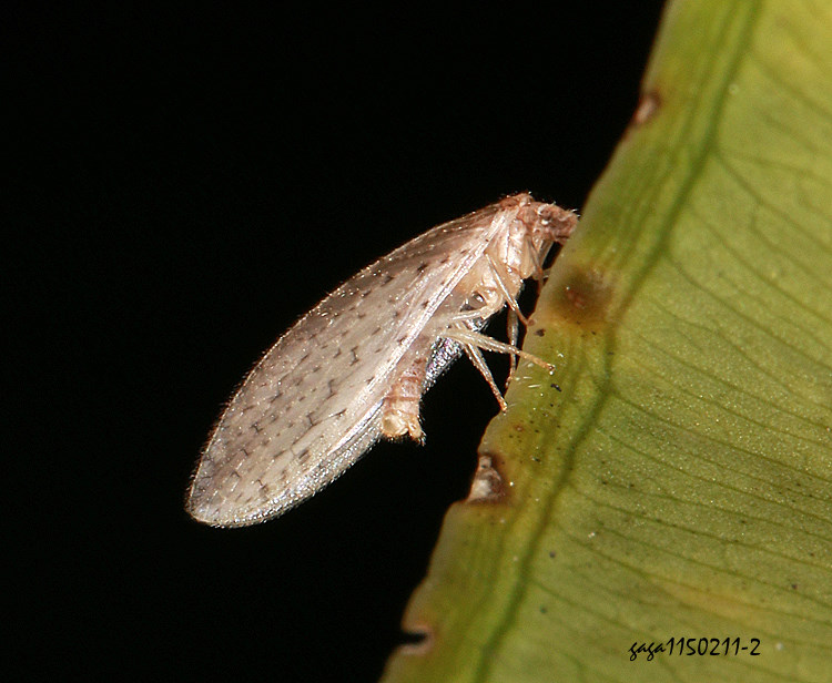 �U�ͽųM�� Micromus  sp.