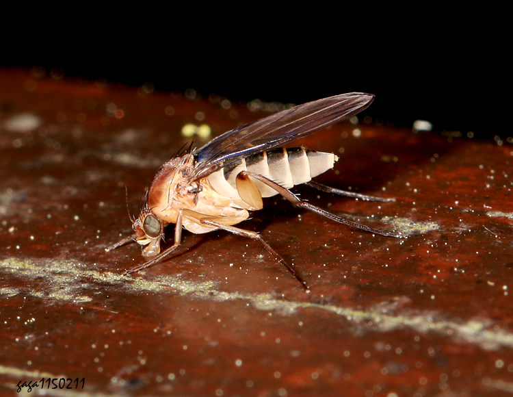 ���D���� Megaselia sp.  