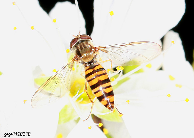 �e�H���� Episyrphus sp.