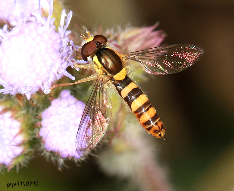 �y�H���� Sphaerophoria &nbsp;sp.