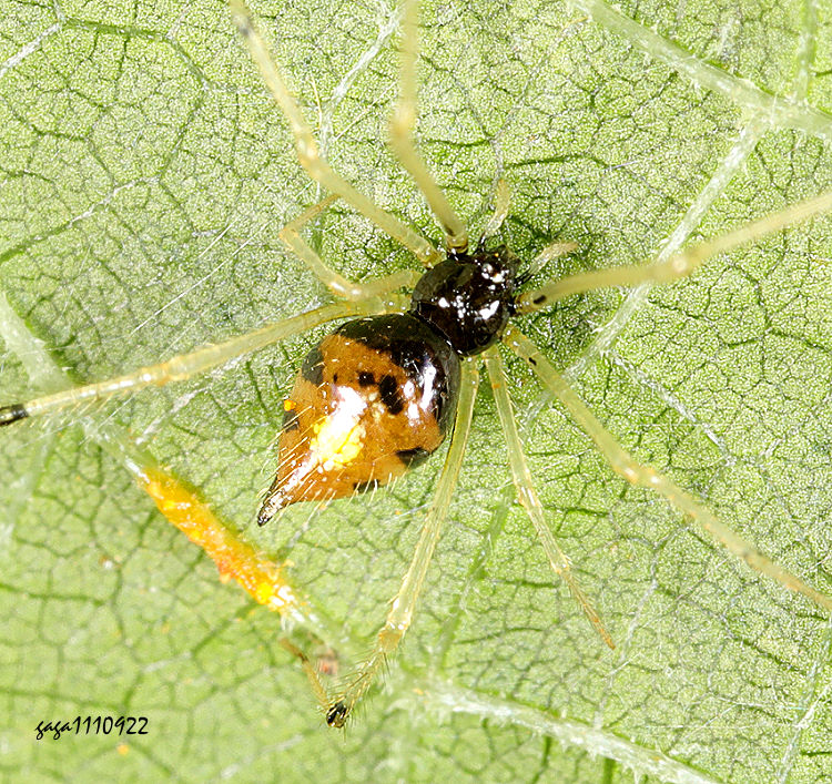 �ȪO���� Thwaitesia &nbsp;sp.