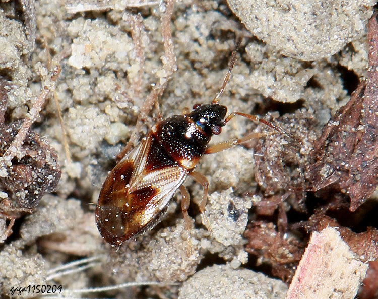 �L������ Botocudo sp.