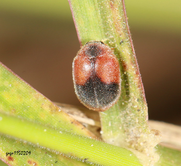 �]�ά� Noviini or Sumniini 