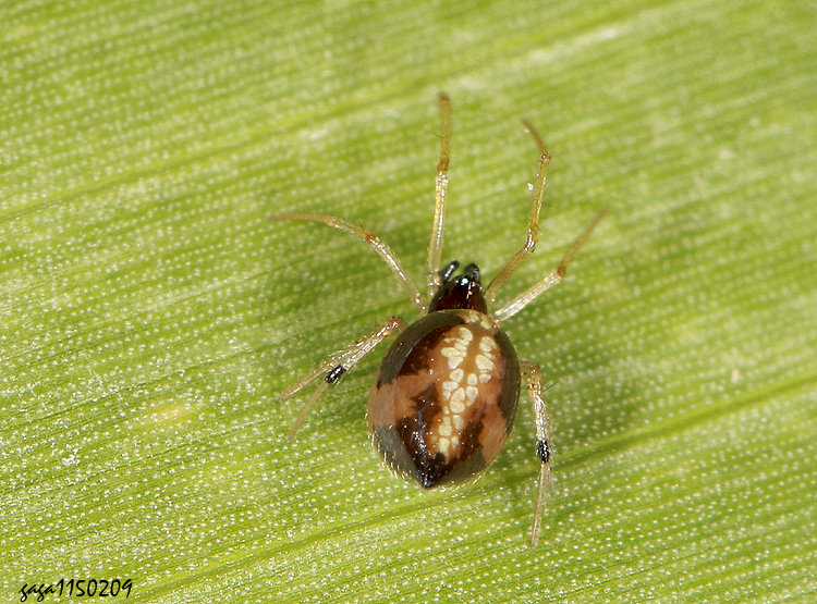 ��ù�T���� Coleosoma floridanum