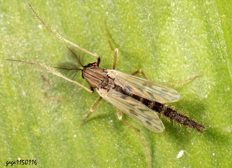 ���n�A�� Polypedilum sp.