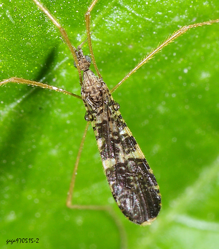 亮大蚊 Dicranophragma sp. 