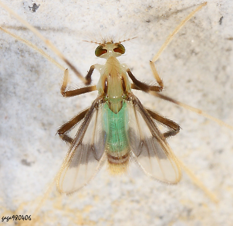 ���n�A�� Stenochironomus sp.