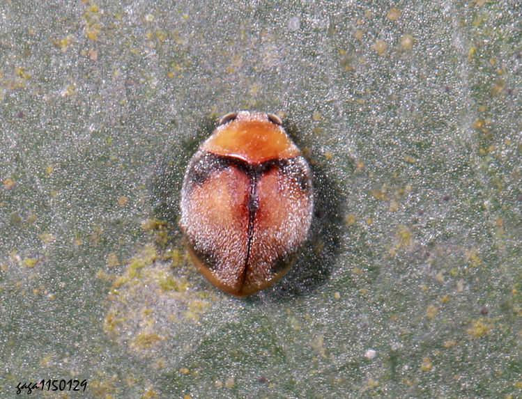 ������]��   