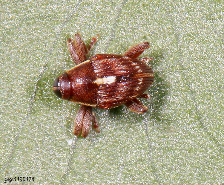 大眼象亞科 Abrimoides esakii