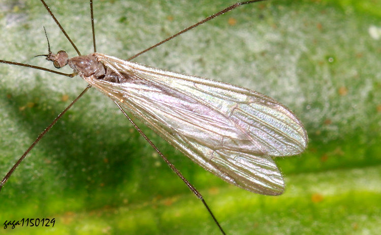 �V�j�A�� Trichocera sp. 