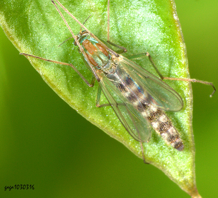 �Q�L�n�A Chironomus circumdatus