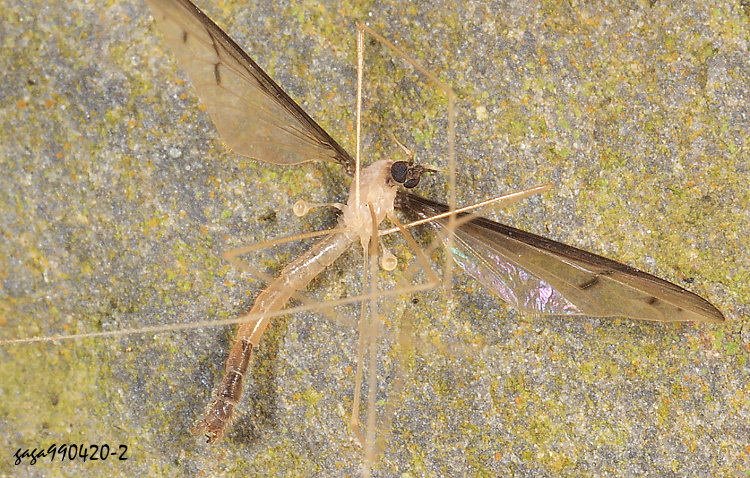 ���j�A�� Pedicidae