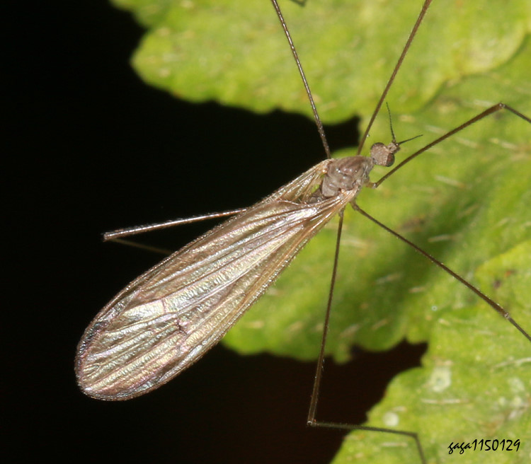 �V�j�A�� Trichocera sp. 