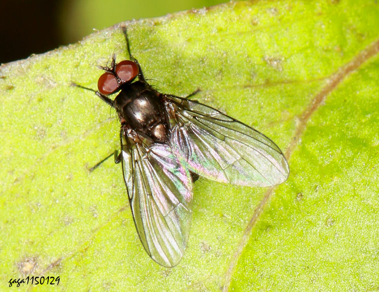 煙毛膝蠅 Hebecnema fumosa 