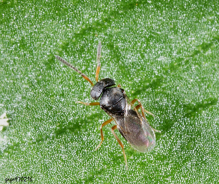 �t���Ӹ��� Scelionidae 