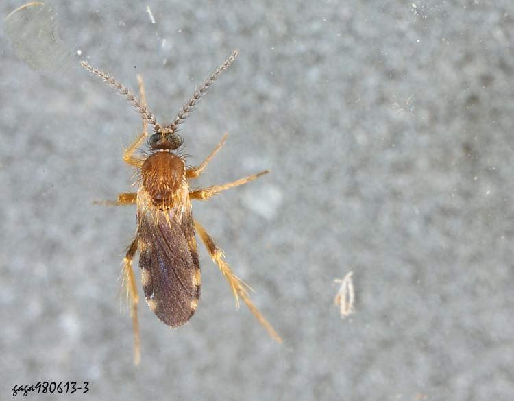 �Ȭ� Culicoides sp.